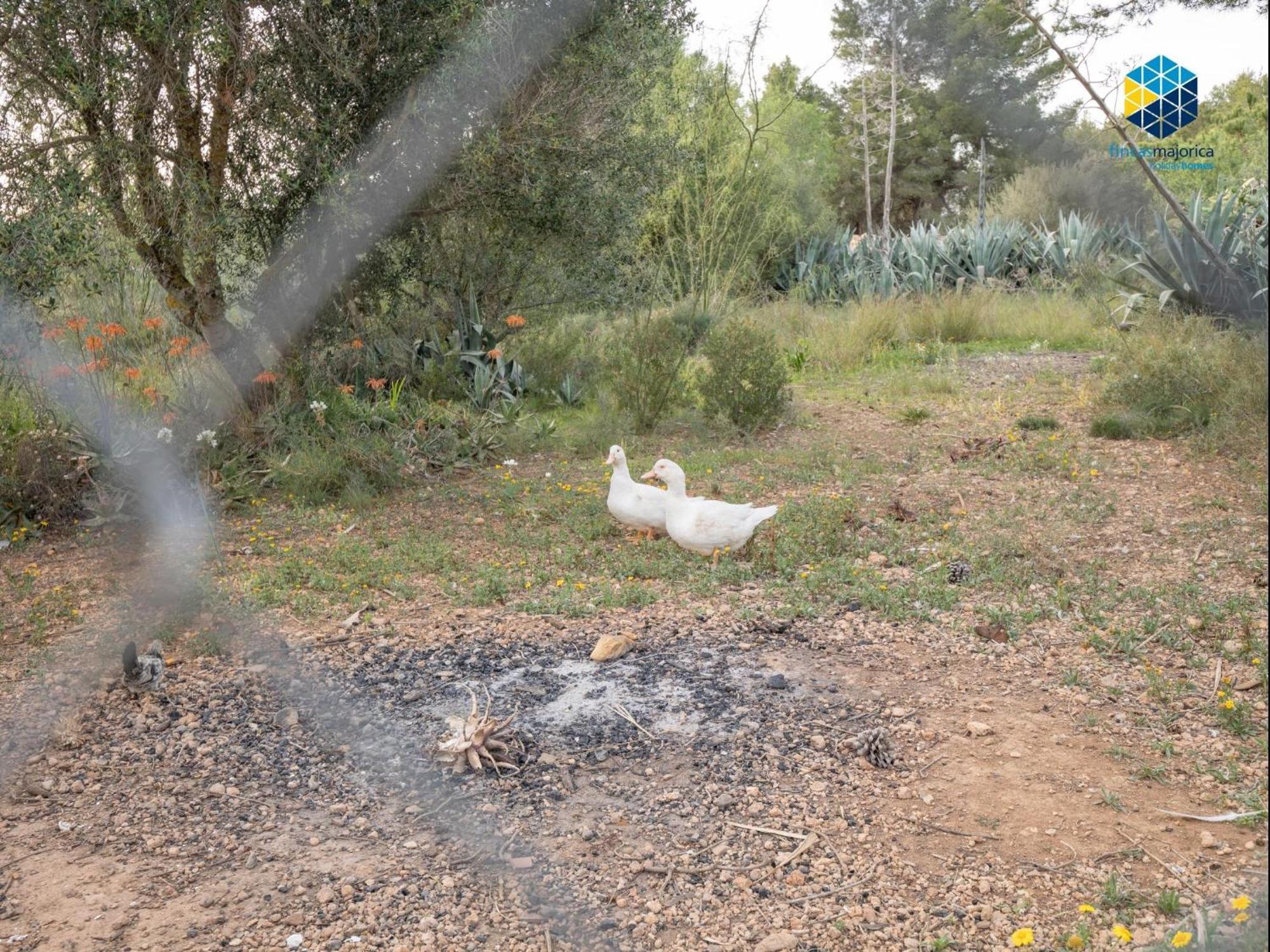 Ferienhaus Timanfaya Llucmajor (Mallorca)